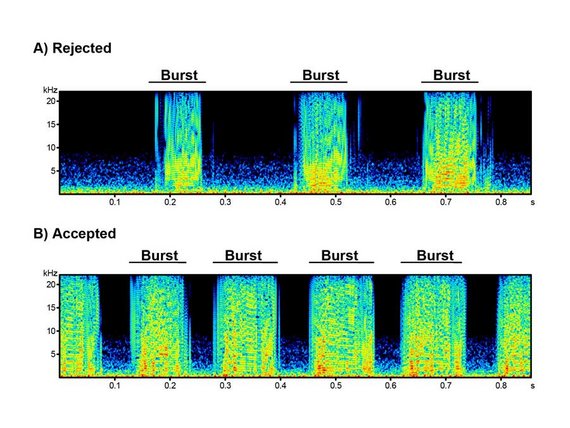 Vibrogram (frequency over time) of thorax vibrations of a series of ‘bursts’ from a finally rejected male and a finally accepted male
