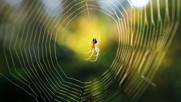 In situ measurement of spider web damping values  In situ measurement of spider web damping values