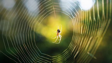 In situ measurement of spider web damping values  In situ measurement of spider web damping values