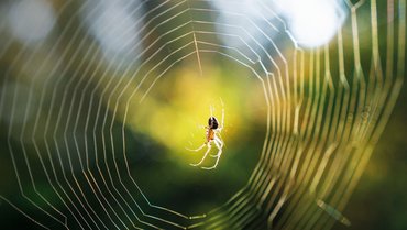 In situ measurement of spider web damping values  In situ measurement of spider web damping values