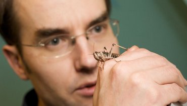 Interview with Dr. Windmill about hearing of insects