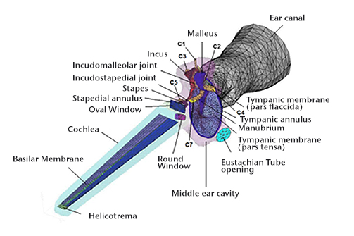 3D FE model of the entire human ear with 2-chamber straight cochlea validated by LDV measurements