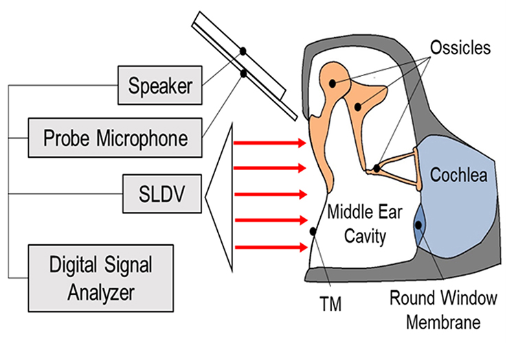 Experimental setup for scanning LDV measurement on tympanic membrane