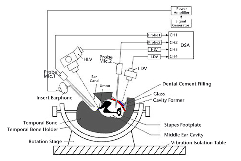 Experimental setup in TB with LDV measurement at stapes footplate