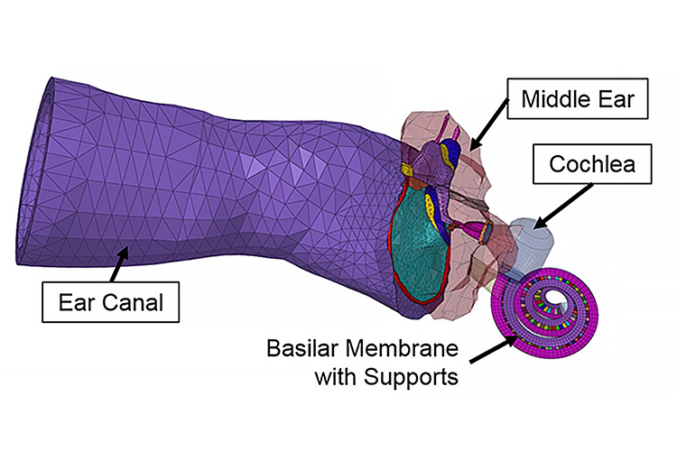 FE model of the entire ear including inner ear with 2-chamber spiral cochlea
