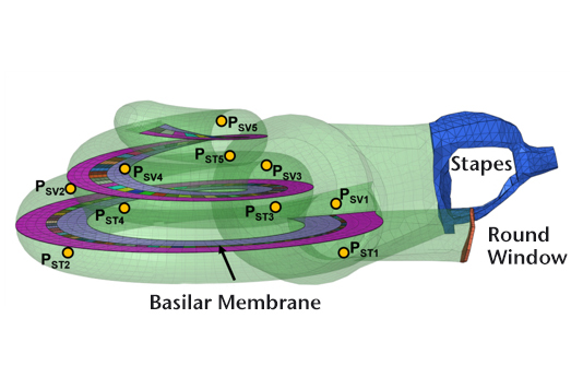 Pressure distribution in the basilar membrane