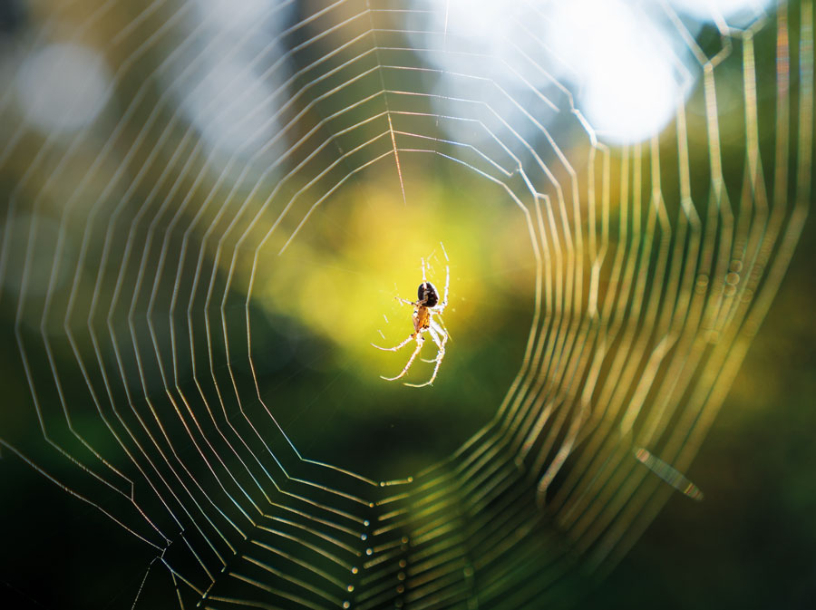 Spider Uses Its Web Like a Giant Engineered Ear